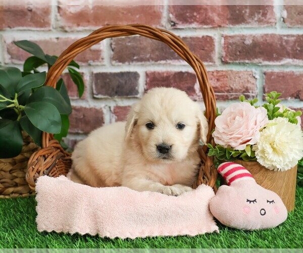 Medium Photo #1 English Cream Golden Retriever Puppy For Sale in SYRACUSE, IN, USA