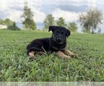 Small #1 German Shepherd Dog