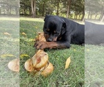 Small #19 Rottweiler