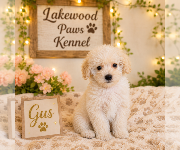 Medium Photo #1 Maltipoo (Miniature) Puppy For Sale in CONROE, TX, USA
