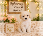 Image preview for Ad Listing. Nickname: Gus