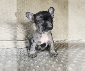 French Bulldog Puppy for sale in COVINA, CA, USA