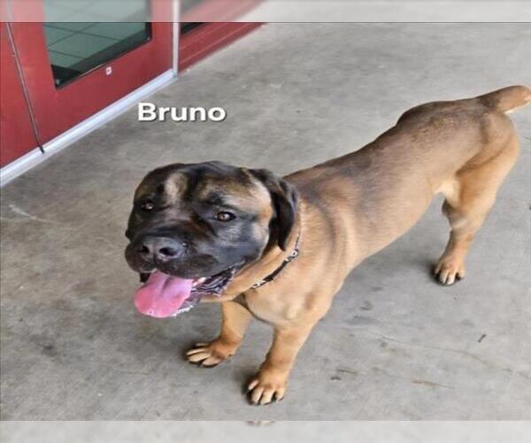 Medium Photo #1 Mutt Puppy For Sale in Derwood, MD, USA