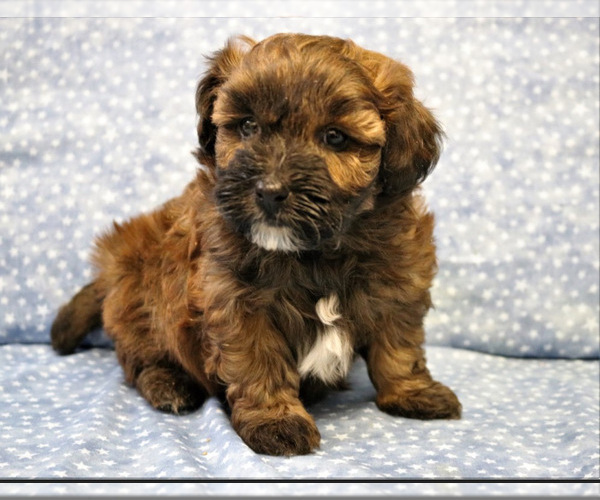 Medium Photo #59 Poocan Puppy For Sale in FAIR OAKS, CA, USA