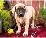 Small Photo #3 Mastiff Puppy For Sale in WAKARUSA, IN, USA