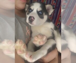 Siberian Husky Puppy for sale in OWENSBORO, KY, USA