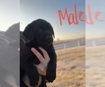 Small Photo #9 Labrador Retriever Puppy For Sale in FALLS CITY, NE, USA