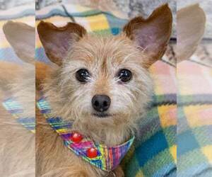 Chihuahua-Unknown Mix Dogs for adoption in Kennesaw, GA, USA