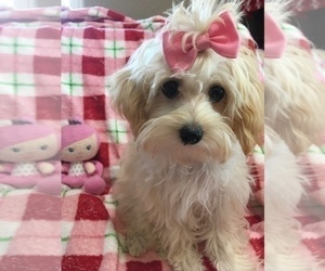Maltese-Poodle (Toy) Mix Puppy for sale in SARASOTA, FL, USA