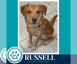 Small Photo #3 Labrador Retriever Puppy For Sale in Kimberton, PA, USA