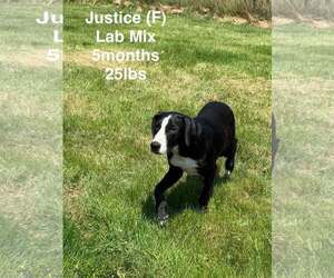 Labrador Retriever-Unknown Mix Dogs for adoption in pomfret, CT, USA