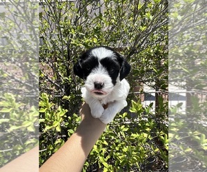 Maltipoo Puppy for sale in EL PASO, TX, USA