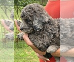 Small Photo #3 Poodle (Standard) Puppy For Sale in LEXINGTON, GA, USA