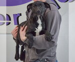 Small #2 American Staffordshire Terrier Mix