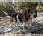 Small #9 Beagle