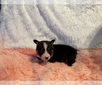Small Photo #26 American Corgi Puppy For Sale in CANAL WINCHESTER, OH, USA