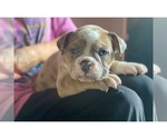 Small Photo #28 Olde English Bulldogge Puppy For Sale in OVERLAND, KS, USA