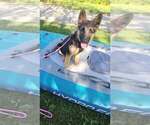 Small #11 German Shepherd Dog