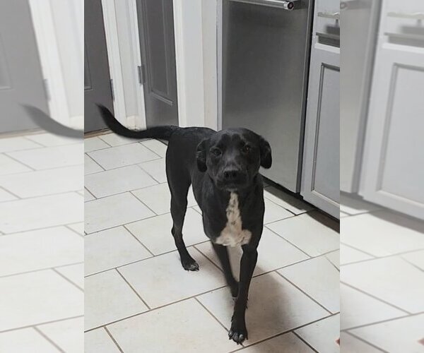 Medium Photo #1 Mutt Puppy For Sale in New Orleans, LA, USA
