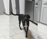 Small Mutt