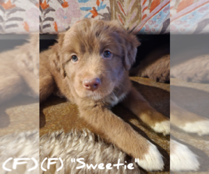 Goberian Puppy for Sale in RIDGWAY, Colorado USA