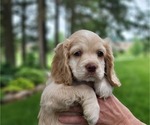 Small #3 Cocker Spaniel