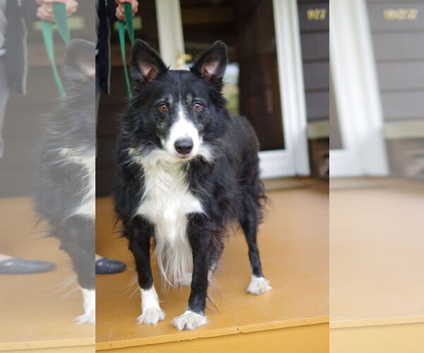 Medium Photo #6 Border Collie Puppy For Sale in Highland, IL, USA