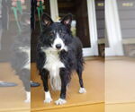 Small #5 Border Collie
