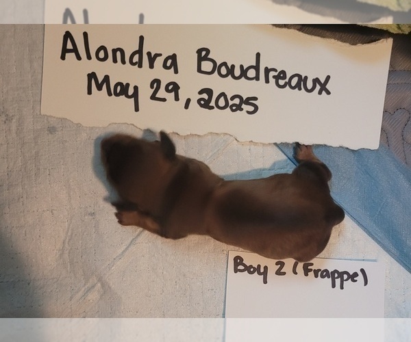 Medium Photo #41 Dachshund Puppy For Sale in PINSON, AL, USA
