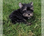 Small Photo #8 Yorkshire Terrier Puppy For Sale in FREDERICKSBURG, OH, USA