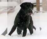 Small Photo #4 Labrador Retriever Puppy For Sale in BURNSVILLE, NC, USA