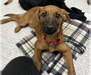 Cavalier King Charles Spaniel-Unknown Mix Dogs for adoption in Lancaster, PA, USA