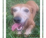 Small #2 Dachshund