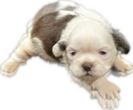 Puppy 1 Shih Tzu