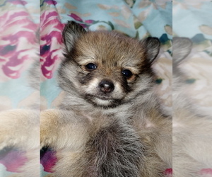 Pomeranian Puppy for sale in WINFIELD, KS, USA