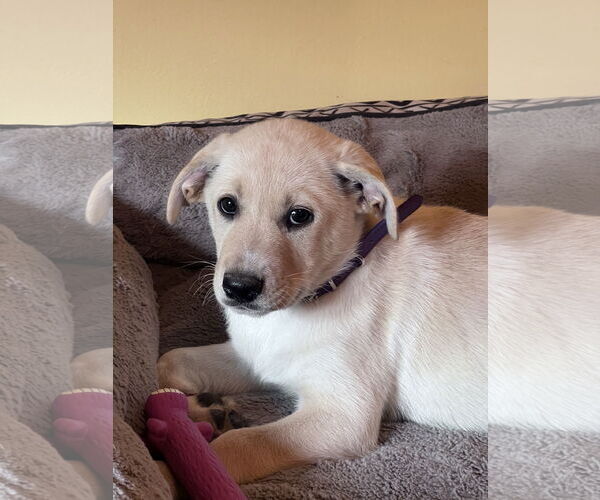 Medium Photo #3 Labrador Retriever-Unknown Mix Puppy For Sale in Crossville, AL, USA