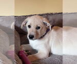 Small #2 Labrador Retriever Mix