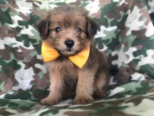 Pom-A-Poo Puppy for sale in PORT DEPOSIT, MD, USA