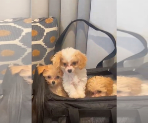 Maltichon Puppy for sale in HOLLYWOOD, FL, USA