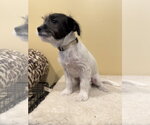 Small #1 Chihuahua Mix