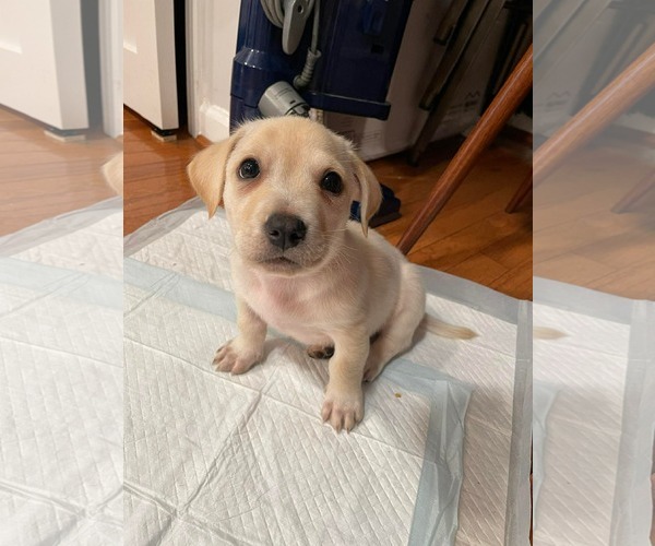 Medium Photo #16 Mutt Puppy For Sale in Derwood, MD, USA