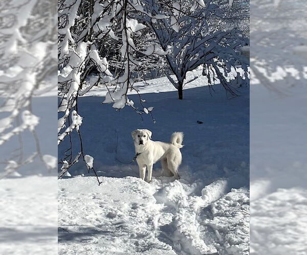 Medium Photo #5 Anatolian Pyrenees Puppy For Sale in Croydon, NH, USA