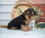 Small #4 Yorkshire Terrier