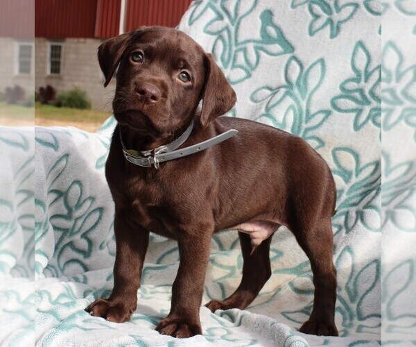 Medium Photo #1 Labrador Retriever Puppy For Sale in CHARLOTT HALL, MD, USA