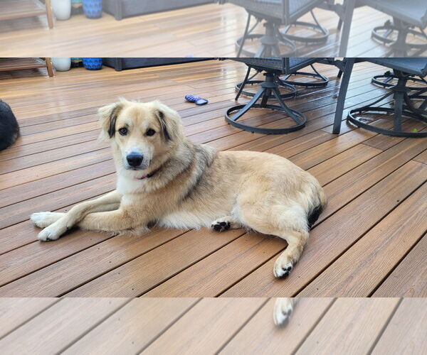Medium Photo #2 Golden Retriever-Unknown Mix Puppy For Sale in Brooklyn Center, MN, USA