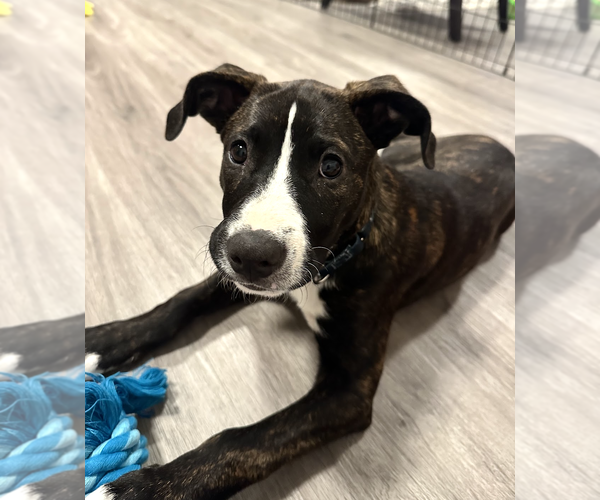 Medium Photo #7 Labrador Retriever-Unknown Mix Puppy For Sale in Rockville, MD, USA