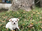 Small #8 Chihuahua