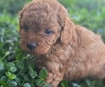 Puppy Puppy 2 Cavapoo