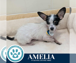 Small #1 Chihuahua Mix