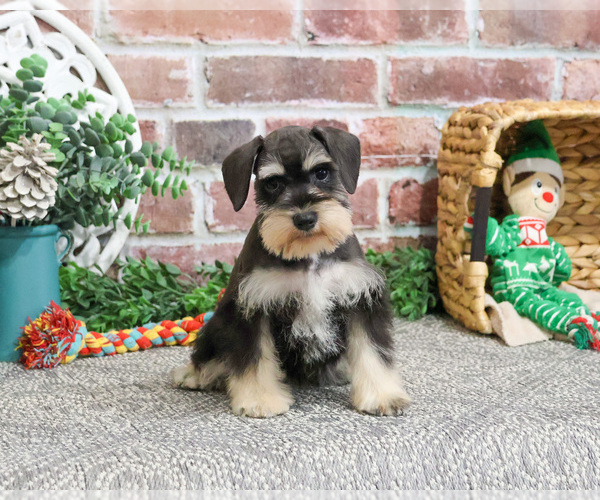 Medium Photo #4 Schnauzer (Miniature) Puppy For Sale in SYRACUSE, IN, USA